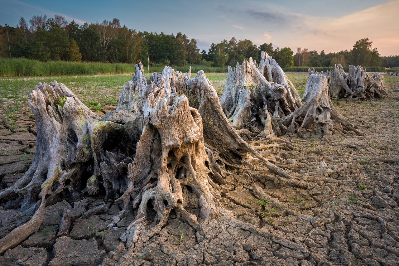 root  tree stump  dehydrated free photo