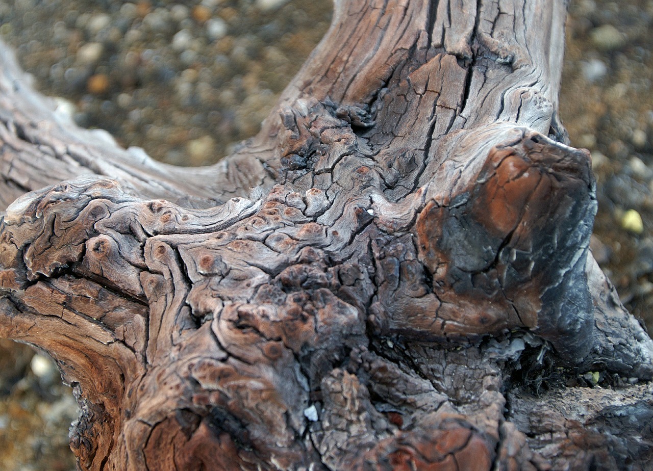 root tree wood free photo