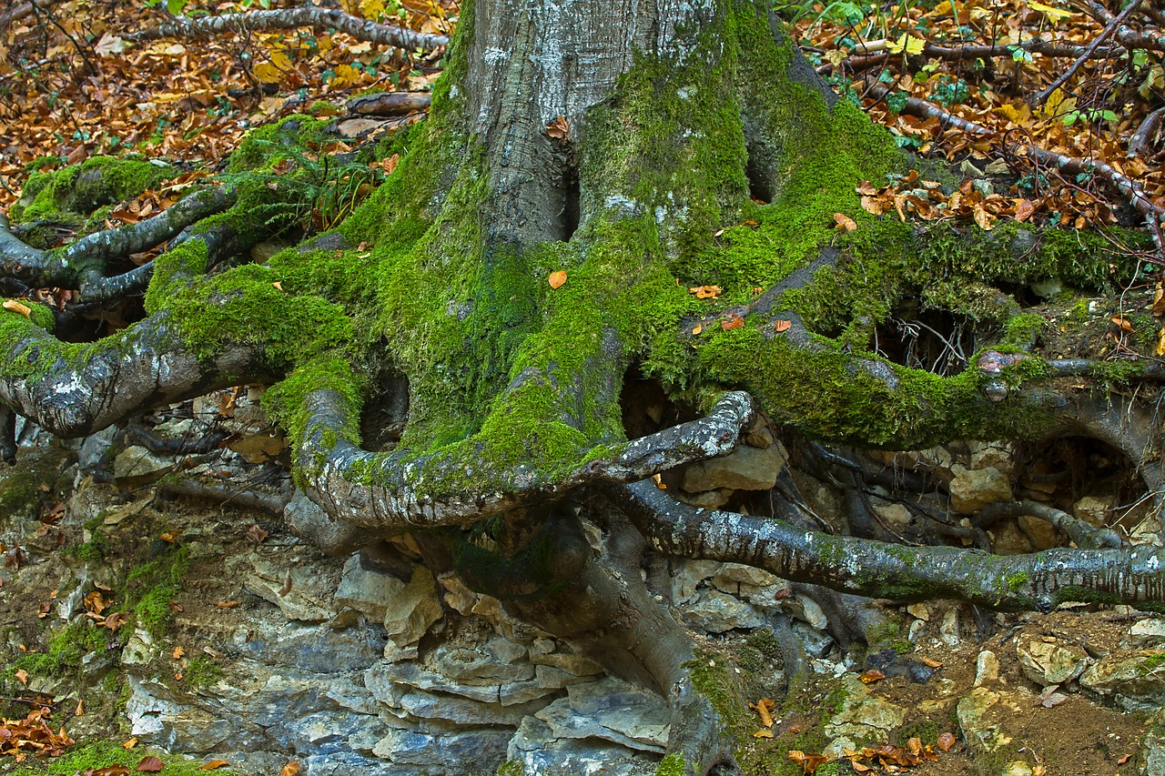 root  rhizome  tree trunk free photo