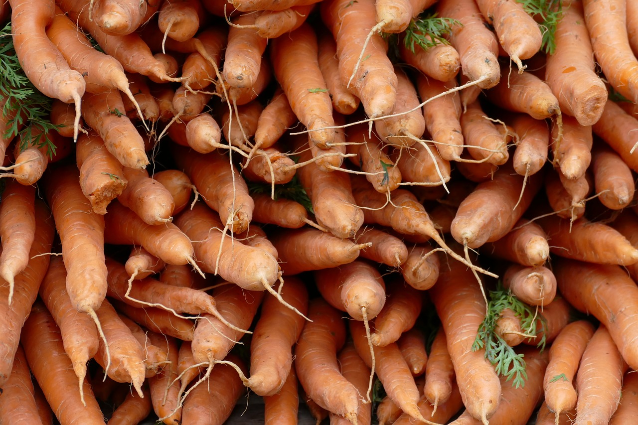 root  carrot  vegetable free photo