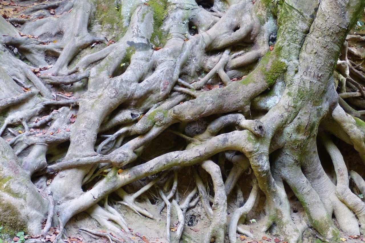 root  roots  tree forest free photo