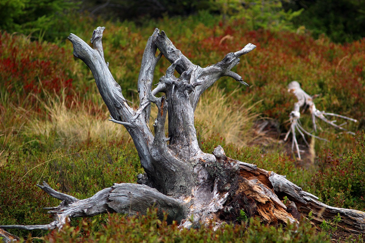 root  reserve  trunk free photo