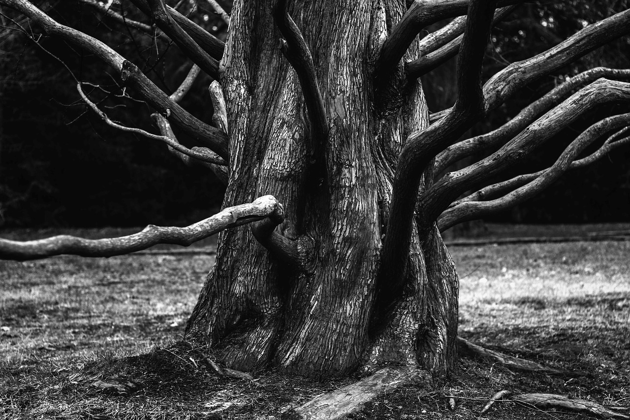 root  tree  aesthetic free photo