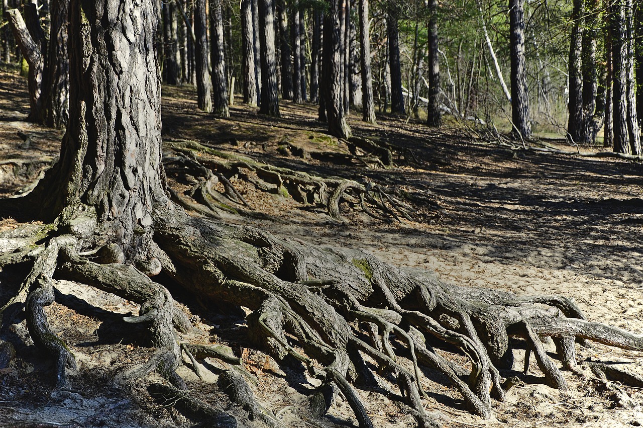 root  tree roots  forest free photo