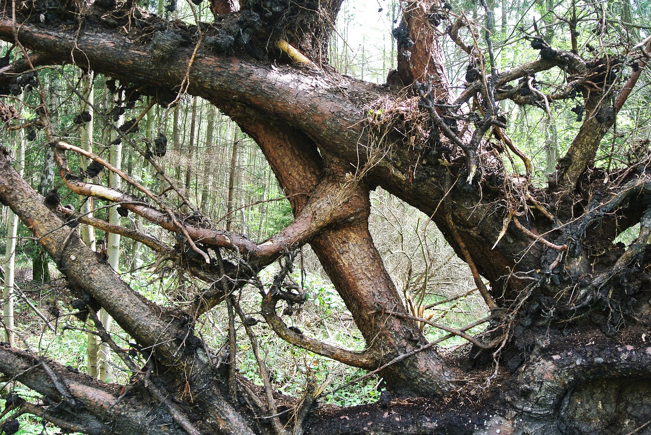 root  destroyed  uprooted free photo