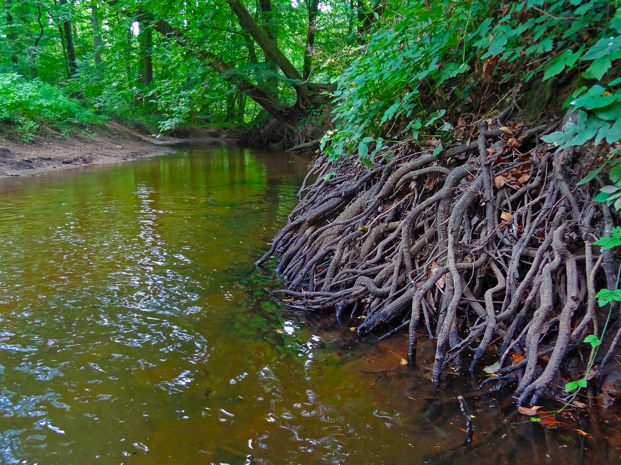 root forest river free photo