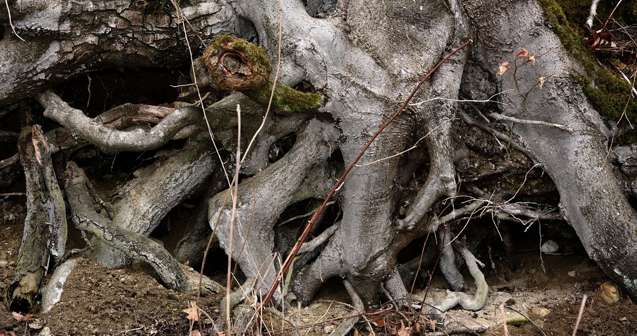 root root system tree free photo
