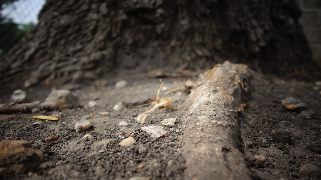 root tree plant free photo