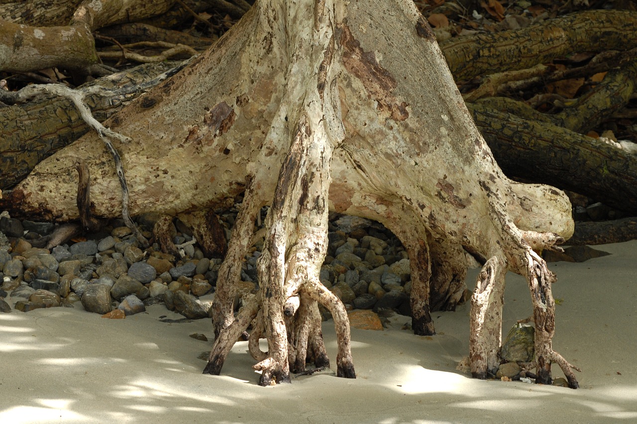 root bank mangrove free photo