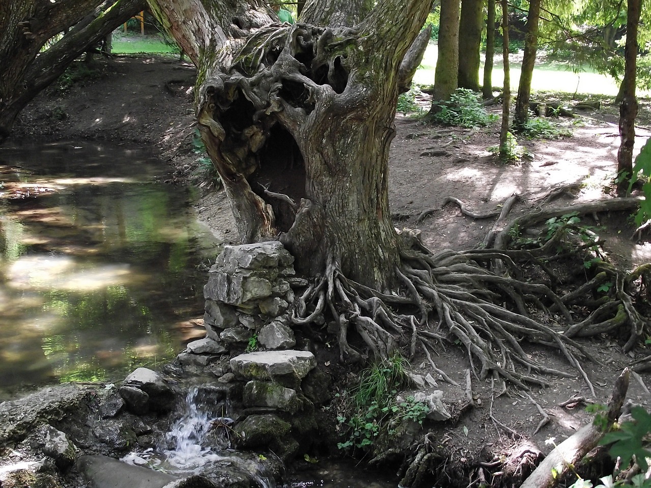 root nature wood free photo