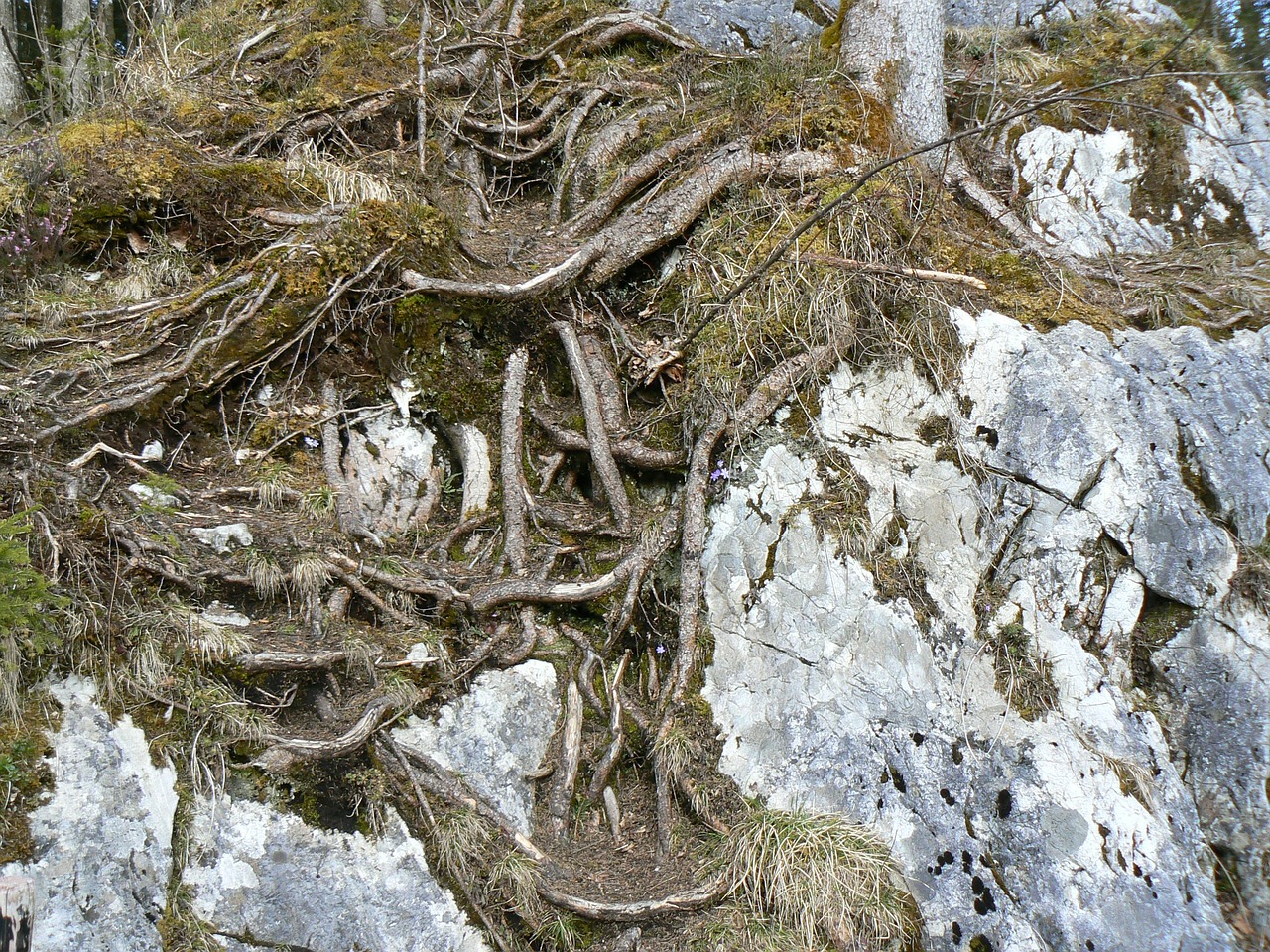 root tree roots rooted free photo