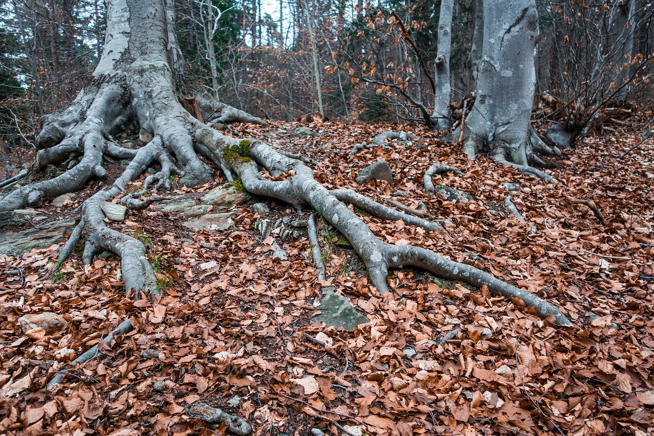 root tree autumn free photo