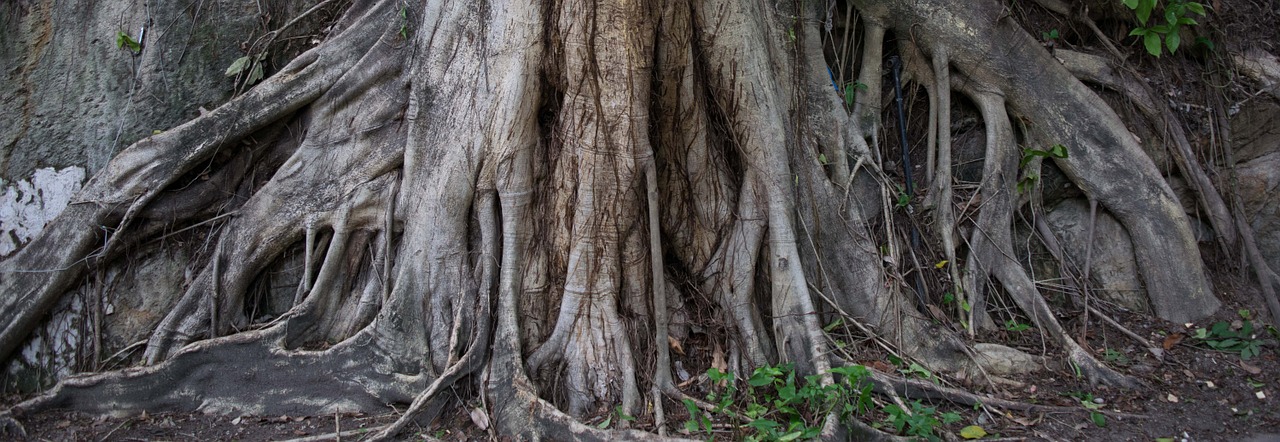 root tree trunk free photo