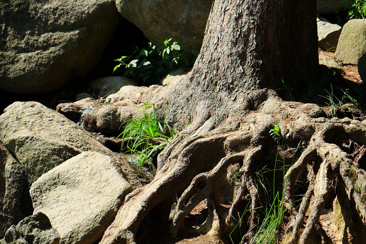 root tree nature free photo