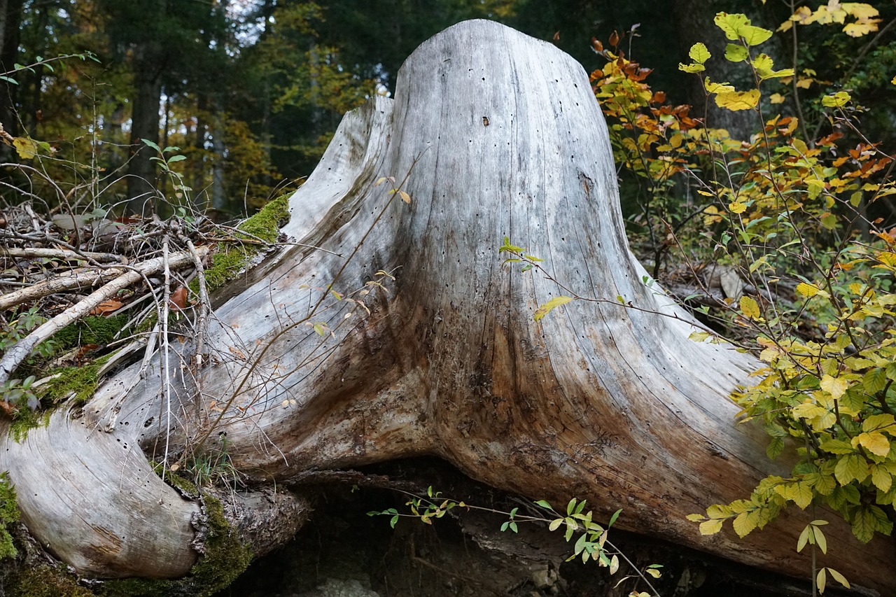 root wood forest free photo