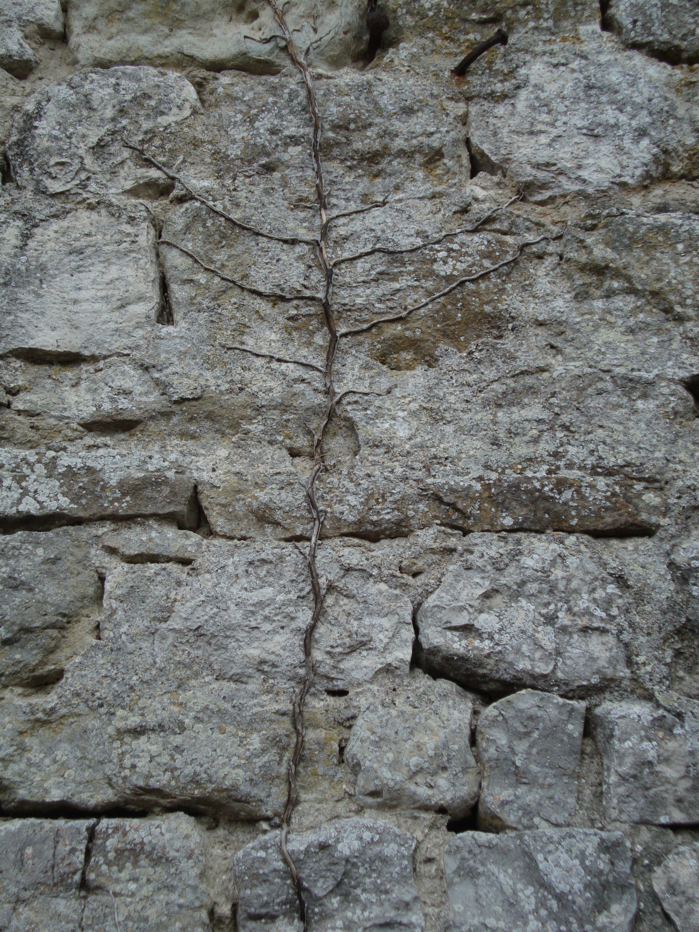 roots stone wall free photo