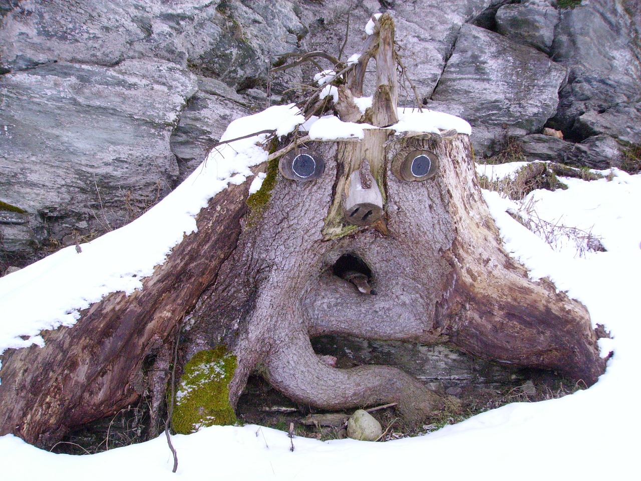 root face baumstumpfm face tree free photo