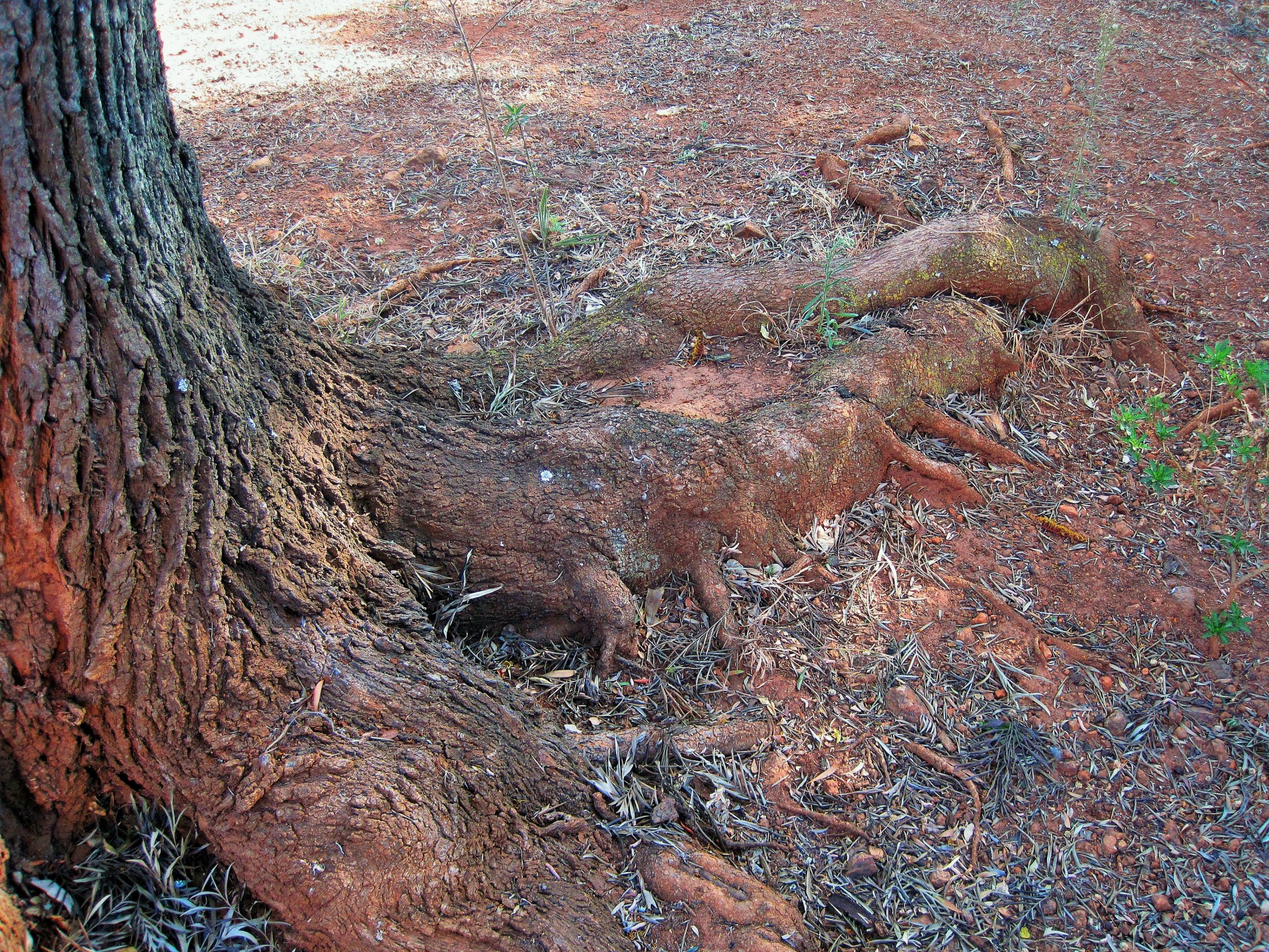 tree oak trunk free photo