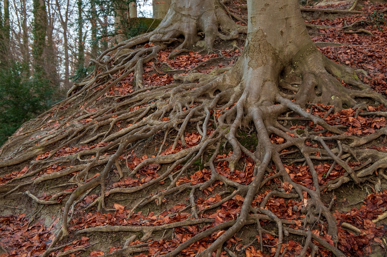 root system  root  tree free photo