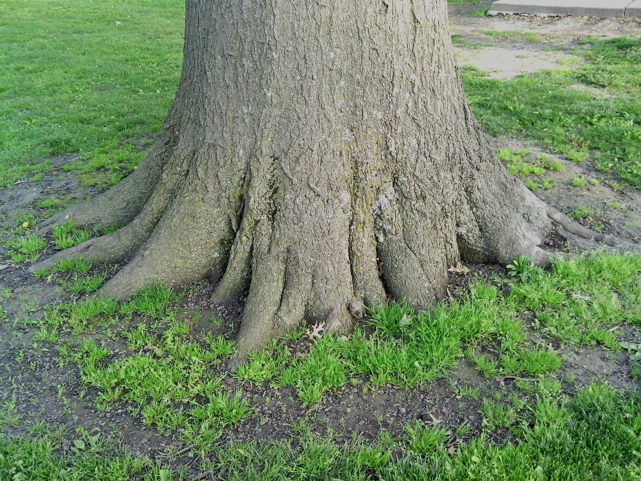 roots solid tree free photo
