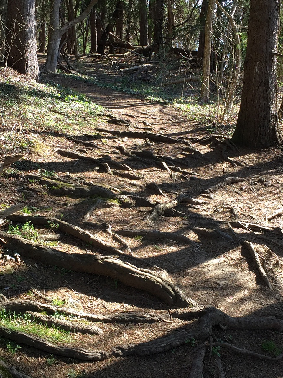 roots path tree with roots free photo