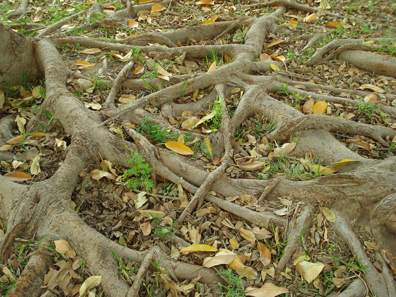 roots tree nature free photo