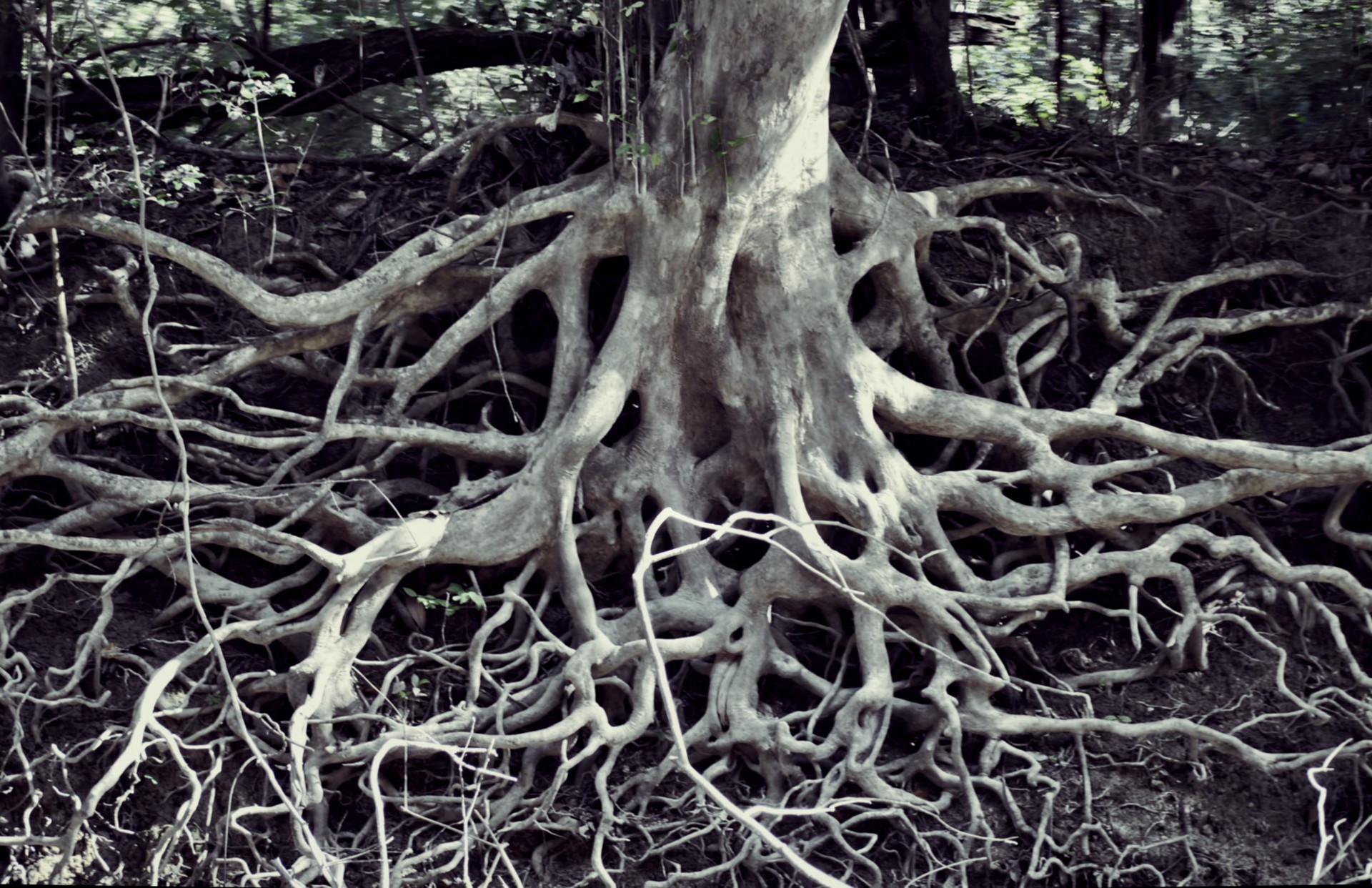 tree roots tangled free photo
