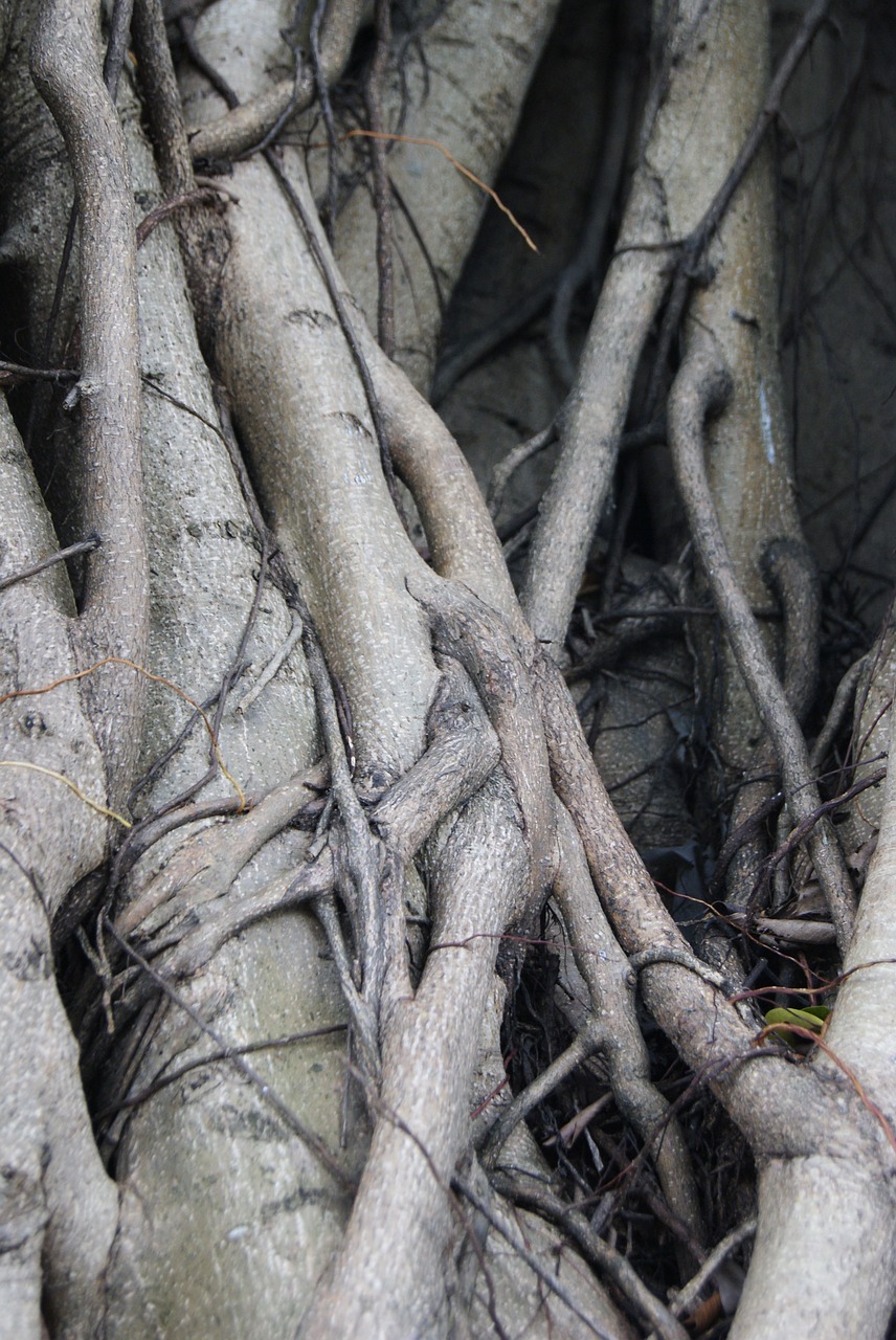 roots tree ficus free photo