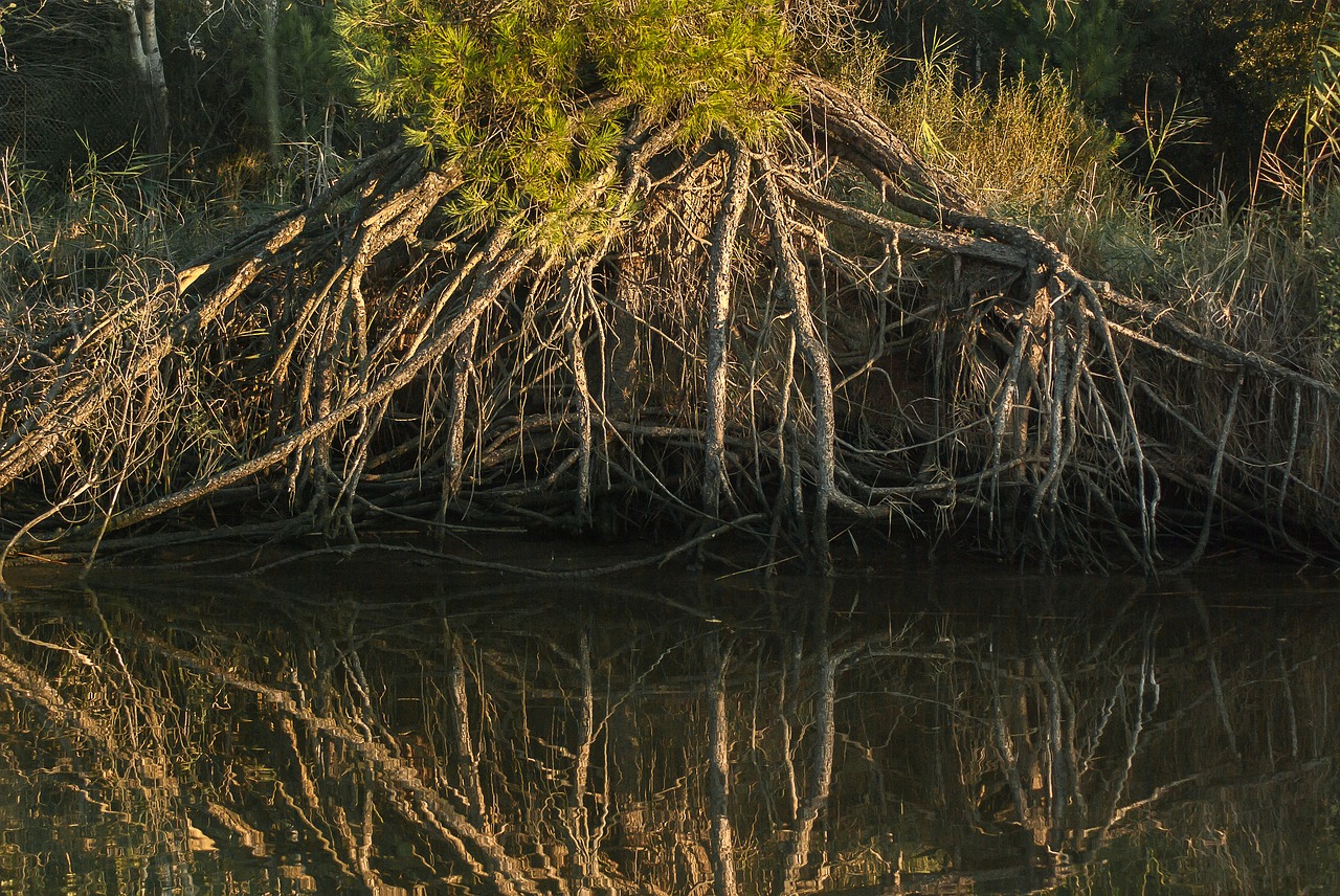 roots trees reflections free photo