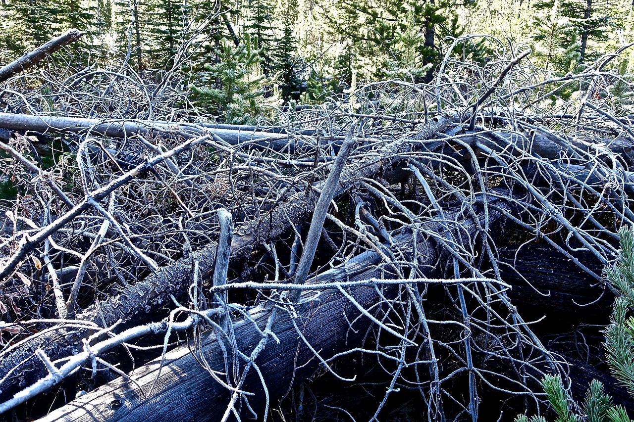 roots trees cold free photo