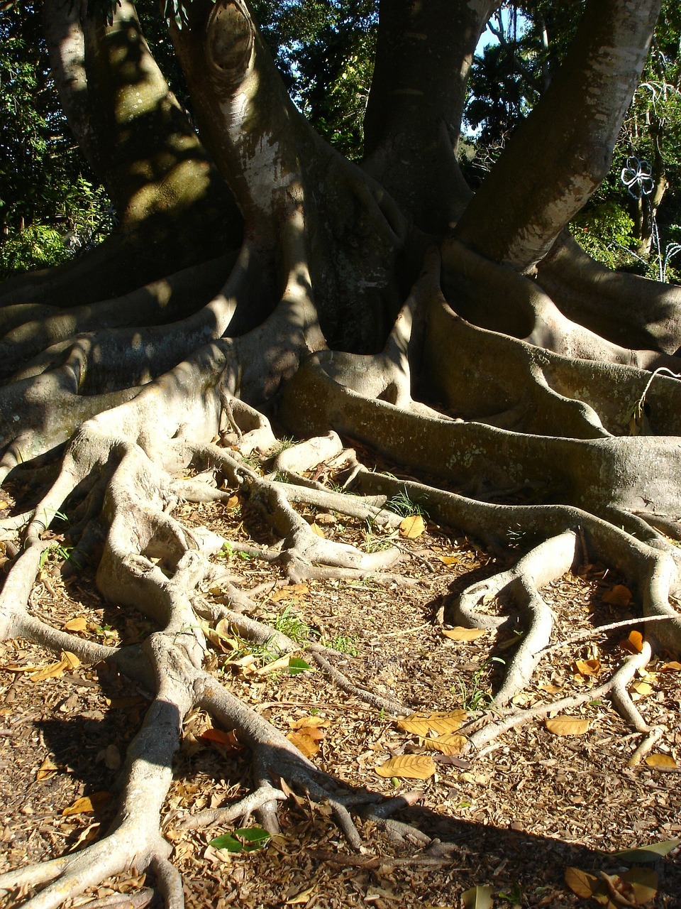 roots tree cypress free photo