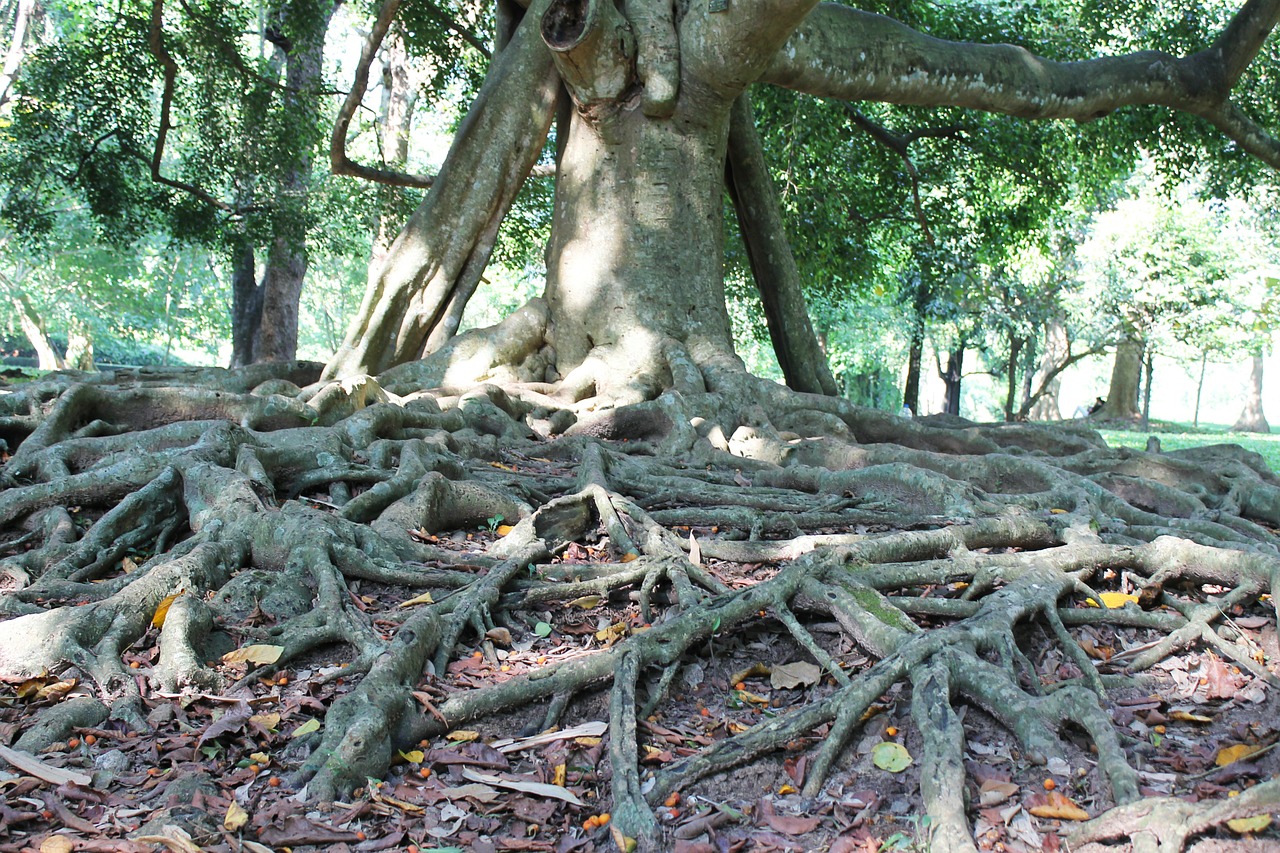 roots park tree free photo
