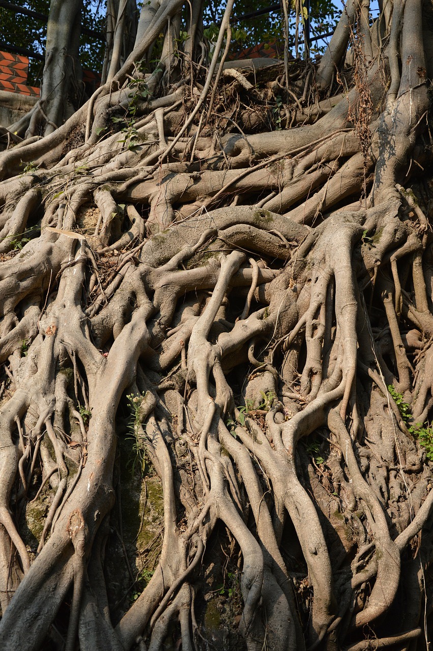 roots trees banyan free photo