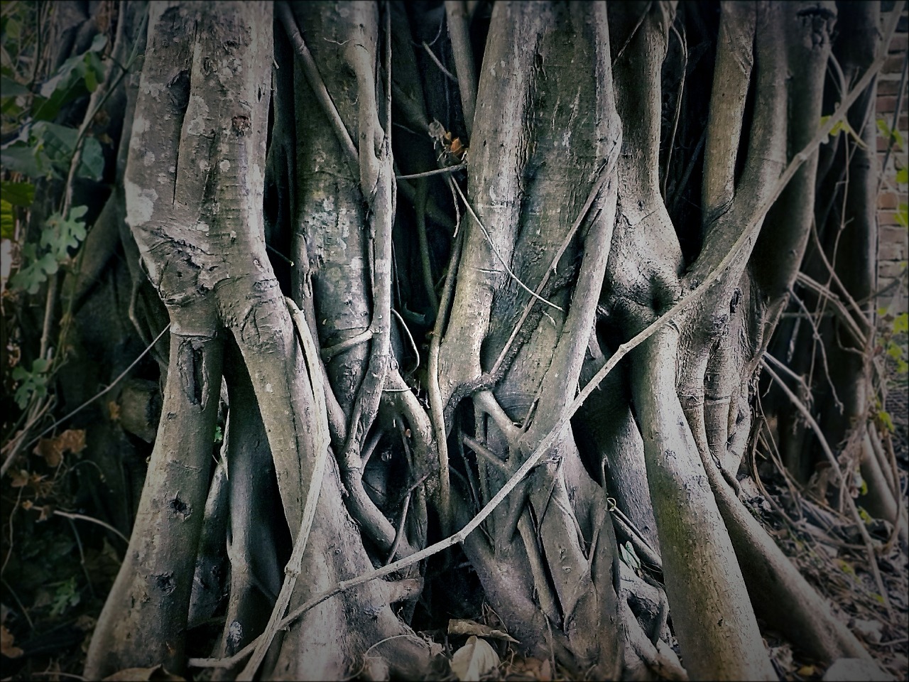 roots tree organic free photo