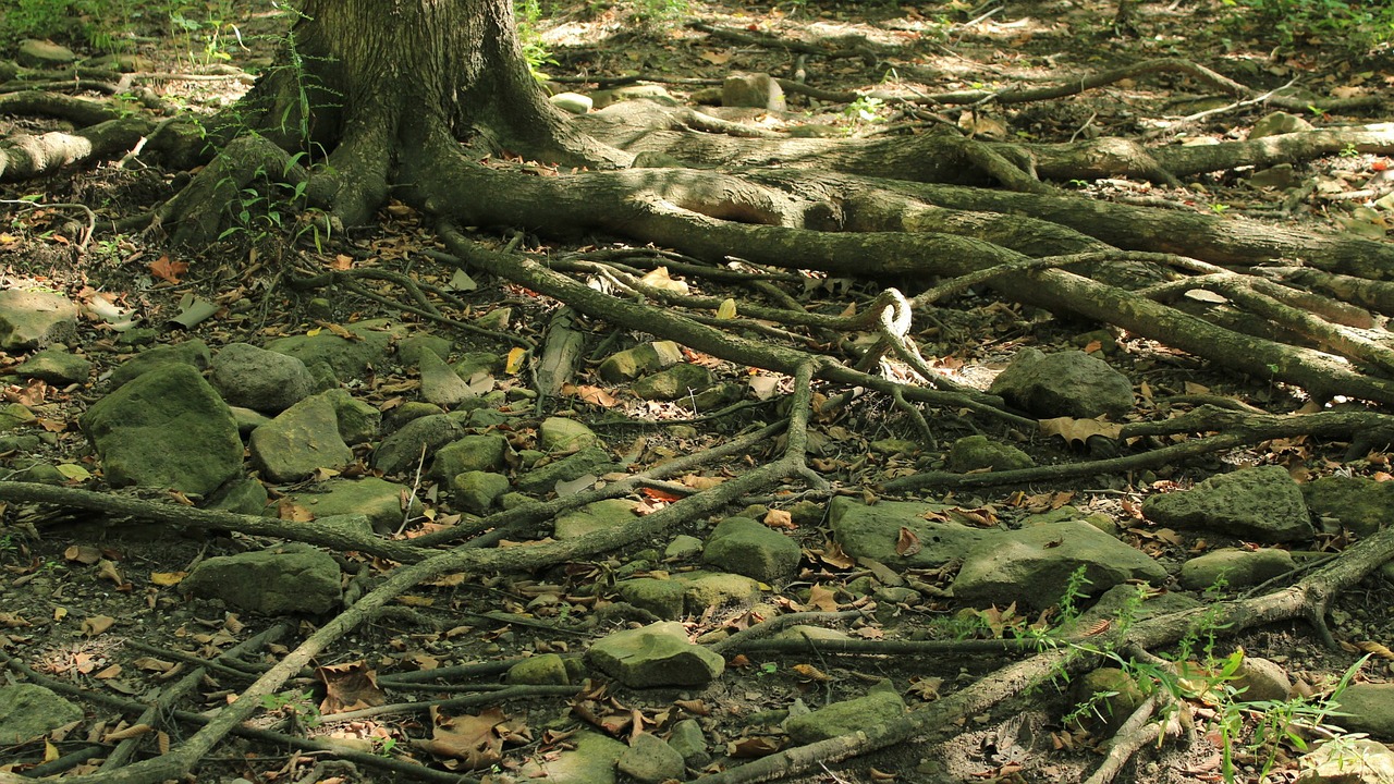 roots trees dry free photo