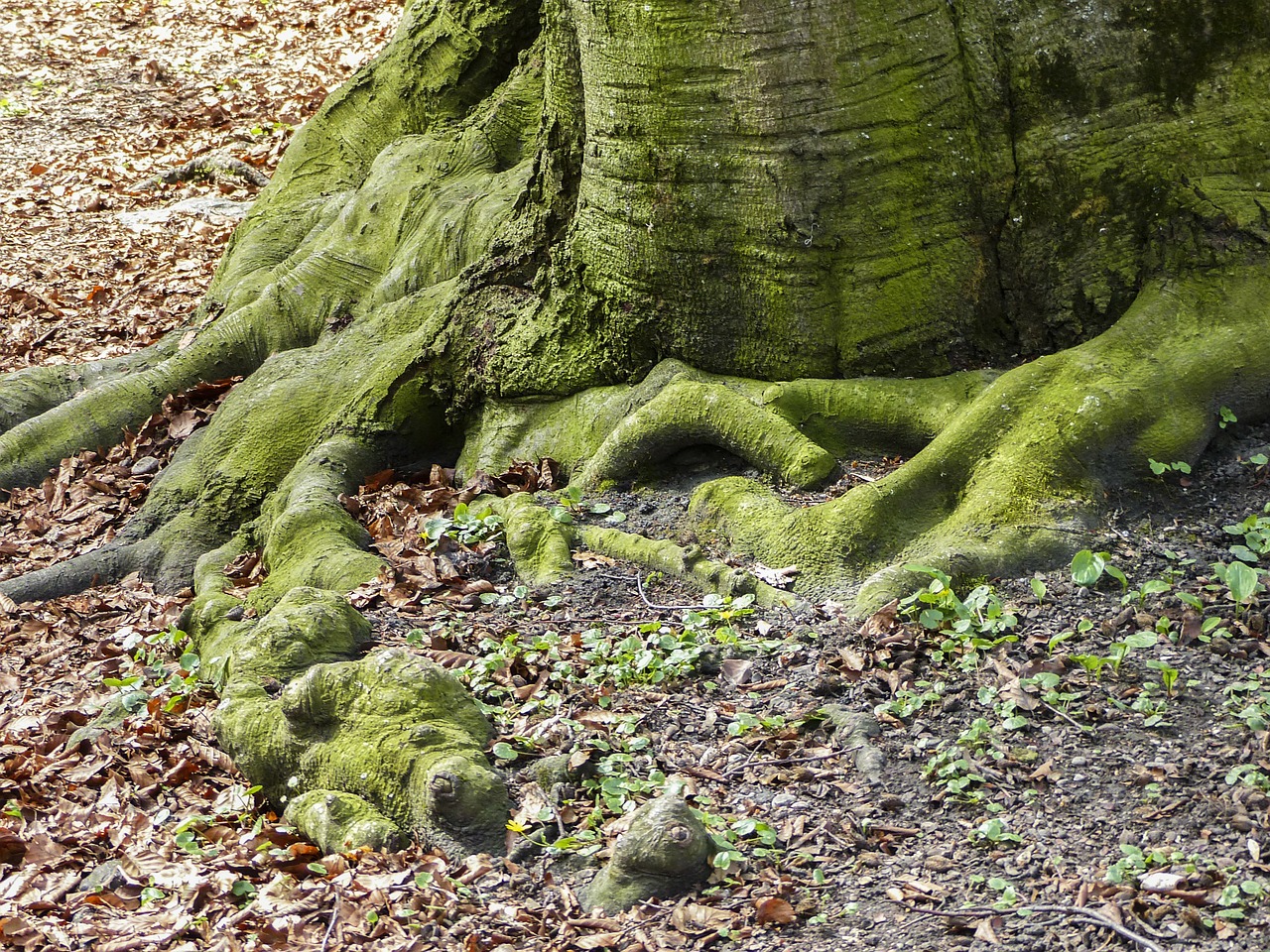 roots trees forest free photo