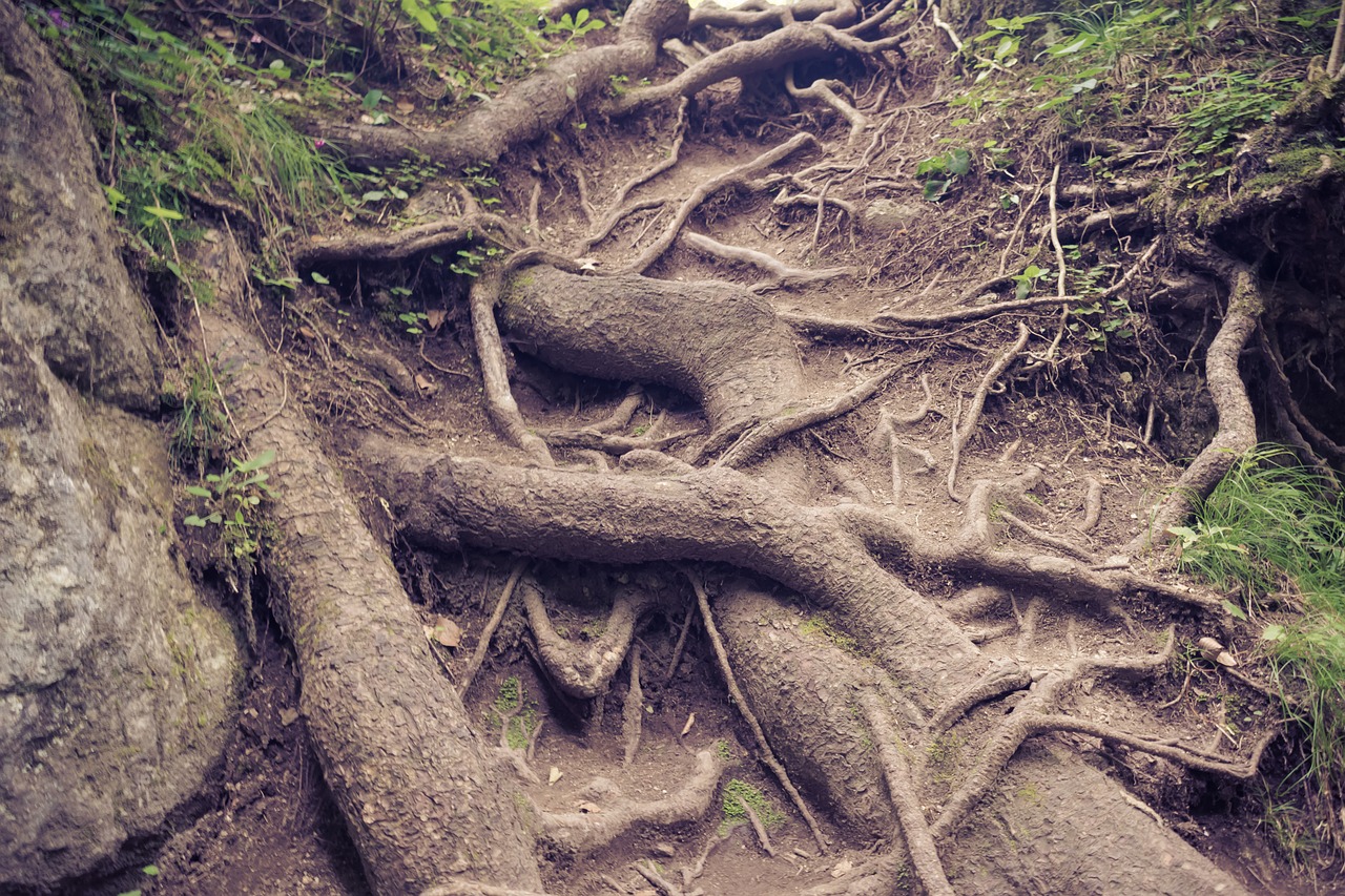 roots  trees  nature free photo