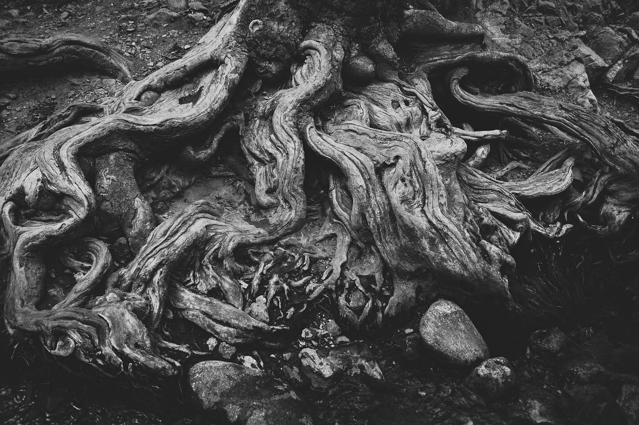 roots  dry  tree free photo