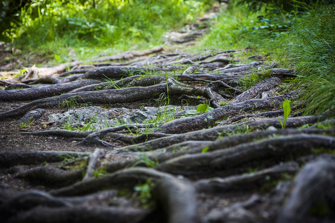roots  nature  path free photo