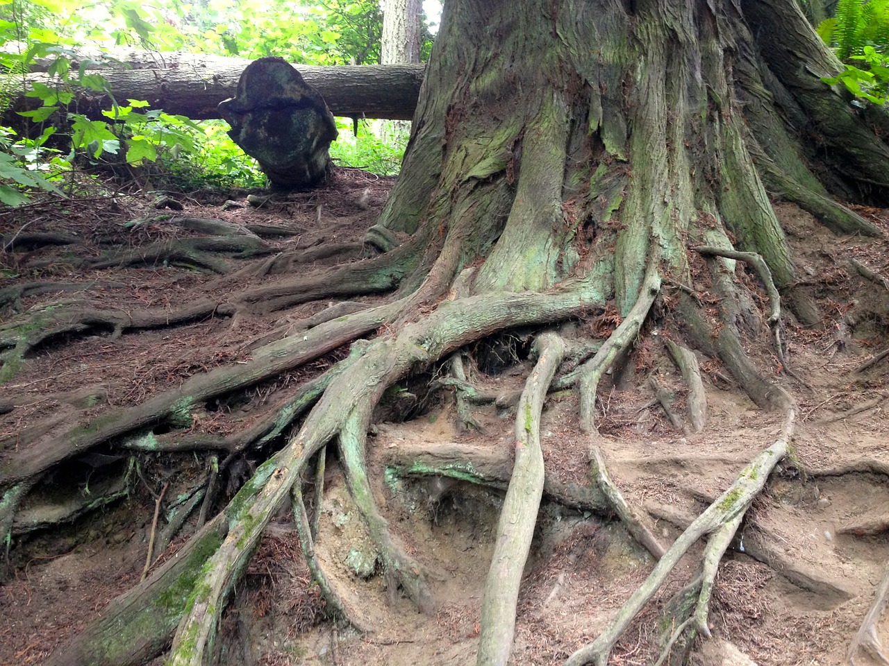roots tree rainforest free photo