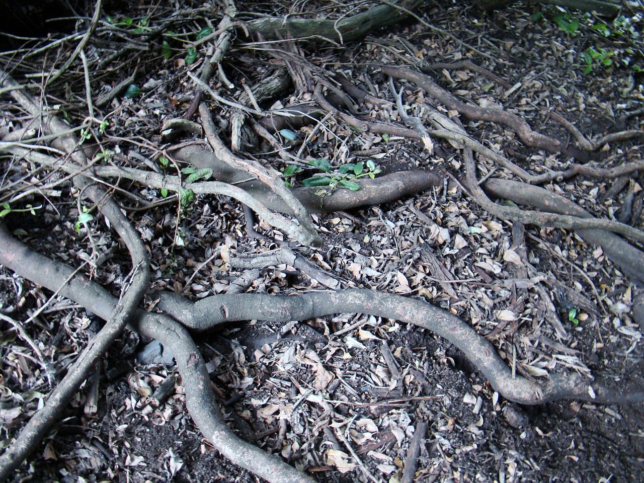 roots nature tree free photo