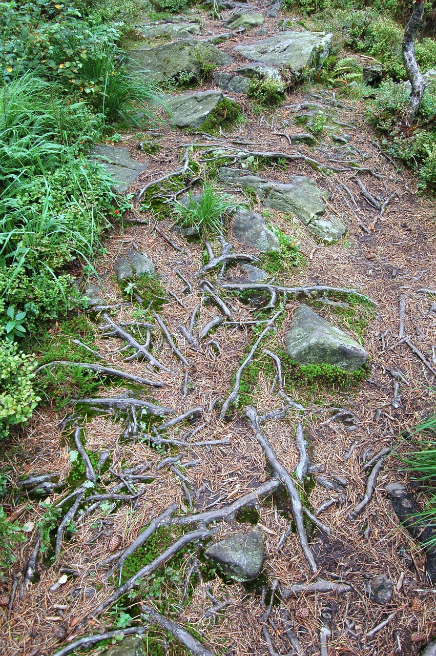 roots trail landscape free photo