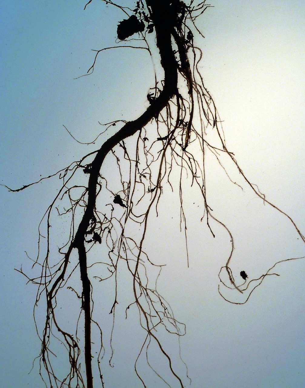 roots hanging tree free photo