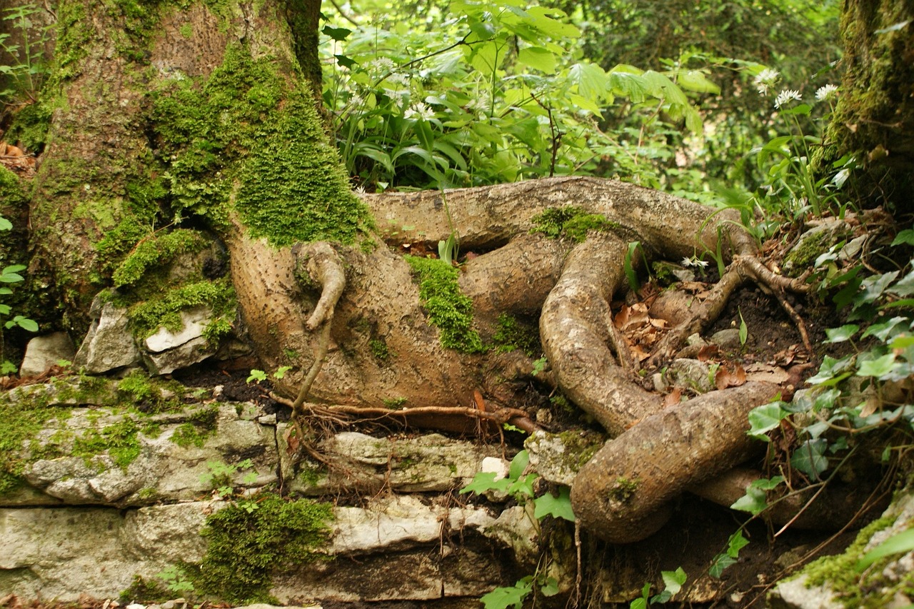 roots tree foam free photo