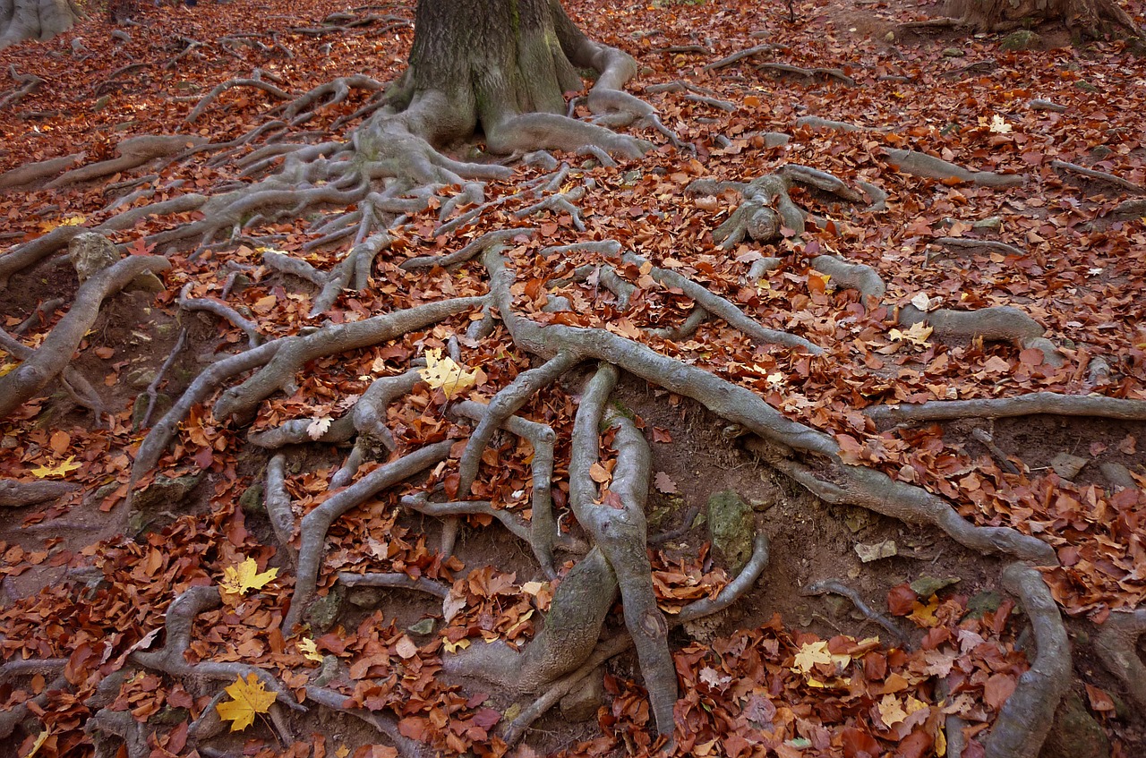 roots wood holidays free photo