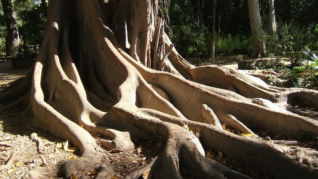 roots nature tree free photo