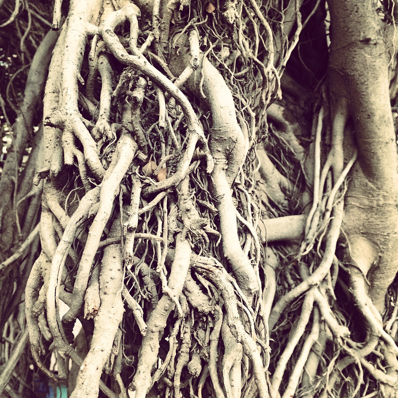 roots root tree free photo