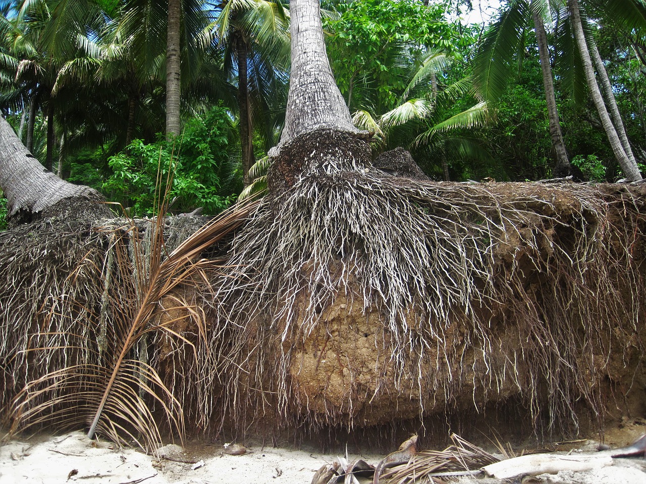 root coconut trees exotic free photo