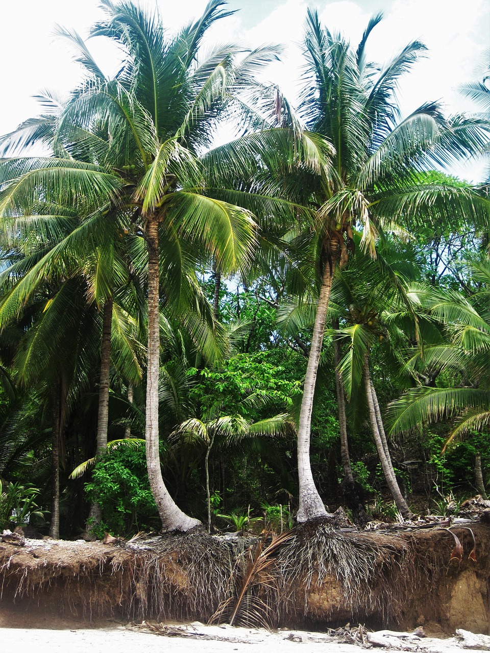 costa rica root coconut trees free photo