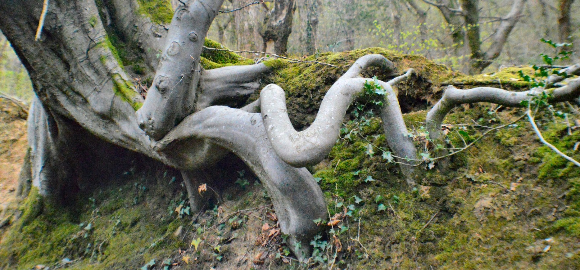tree roots beech free photo